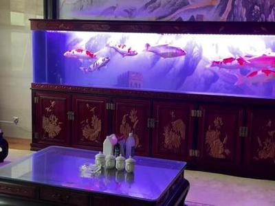 龍魚老孫水族用品店，龍魚老孫水族用品