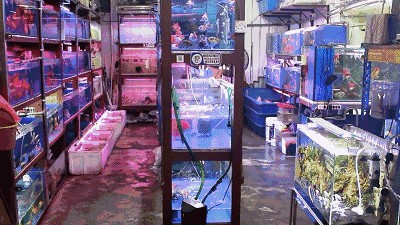 龍魚老孫水族用品店，龍魚老孫水族用品