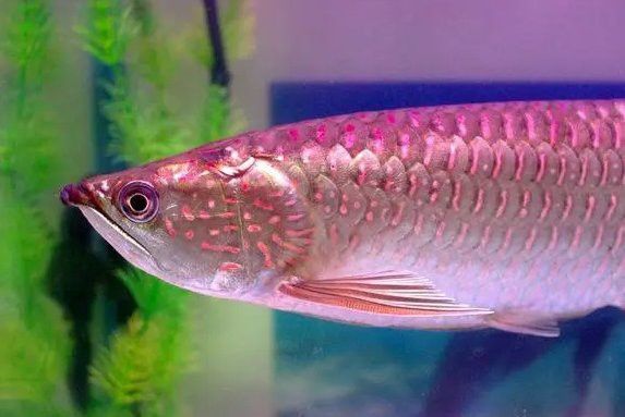 金龍魚品相有幾種
