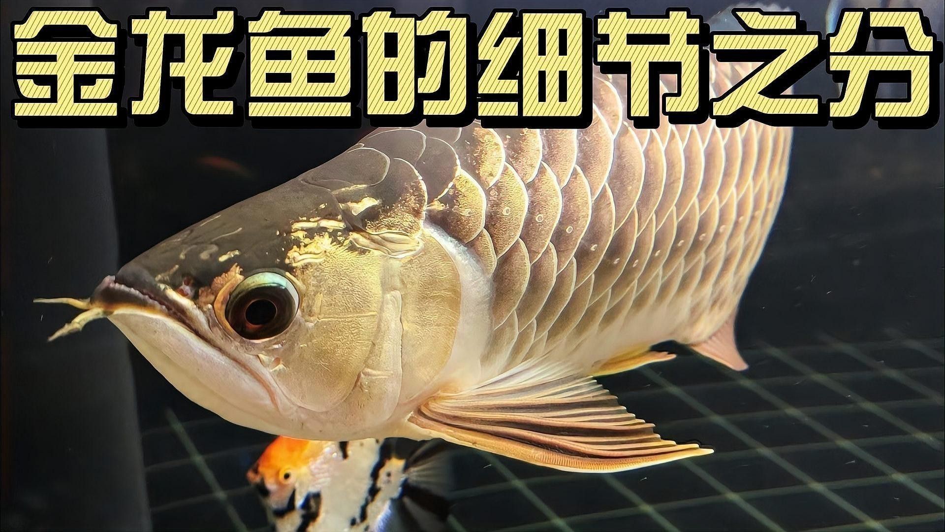 金龍魚品相有幾種
