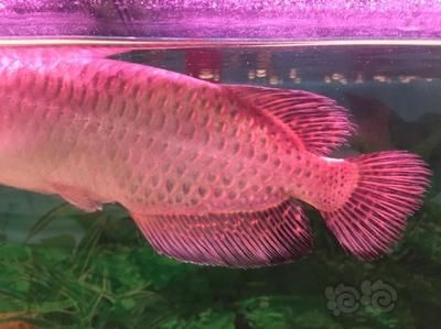 龍魚是熱帶魚的一種嗎？：龍魚是一種生活在熱帶和亞熱帶地區(qū)的淡水觀賞魚的一員