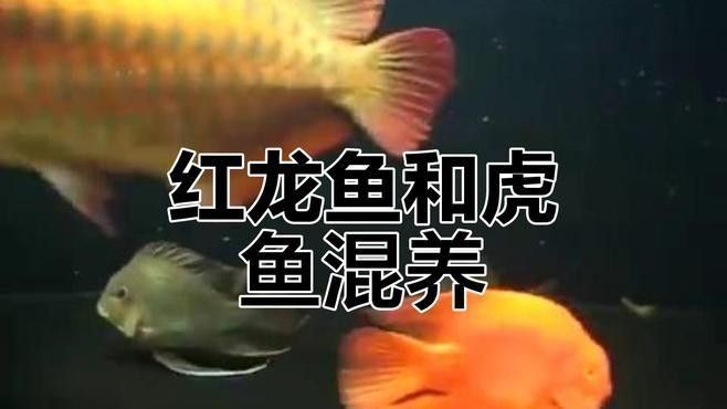銀龍魚孵化小魚