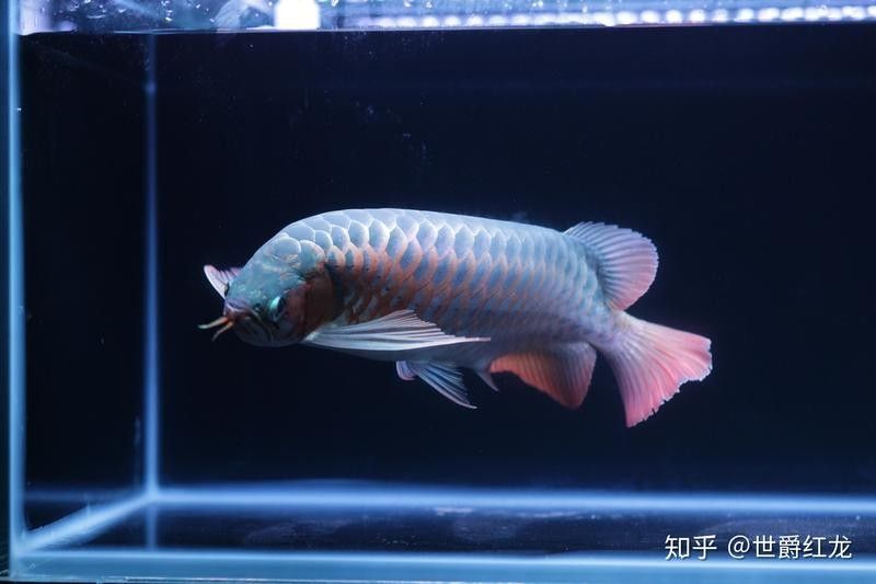 銀龍魚孵化小魚
