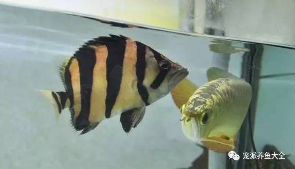 銀龍魚孵化小魚