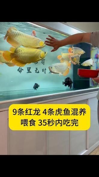 銀龍魚孵化小魚