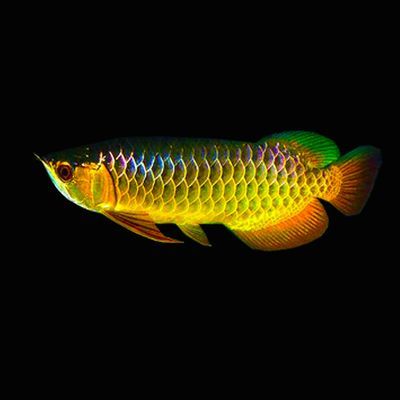 藍(lán)底過(guò)背金龍魚燈光多長(zhǎng)時(shí)間百科：藍(lán)底過(guò)背金龍魚的光照管理 藍(lán)底過(guò)背金龍魚燈光多長(zhǎng)時(shí)間百科：藍(lán)底過(guò)背金龍魚的光照管理 龍魚百科 第3張