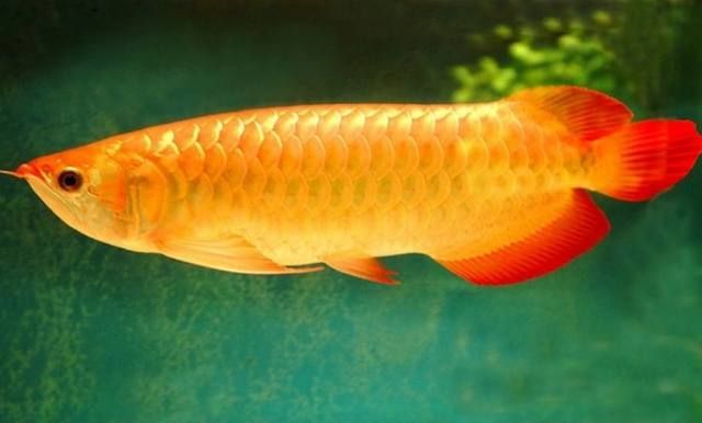 金龍魚被嚇到后怎么處理【金龍魚受驚后怎么處理】