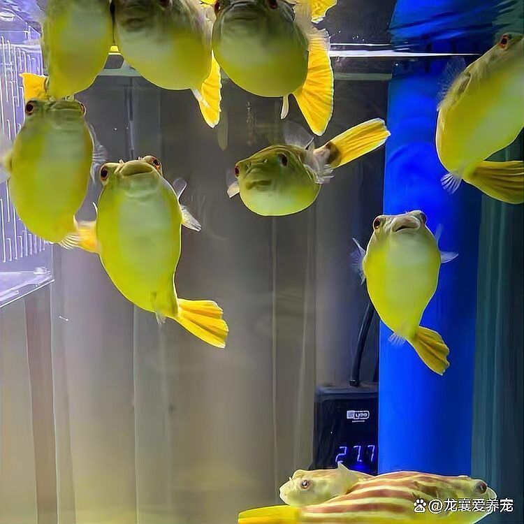 奈及利亞紅圓點(diǎn)狗頭魚(yú)背景紙適合什