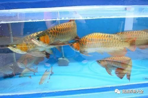 龍魚魚缸溫度低怎么辦：龍魚低溫下的飲食調整,冬季魚缸保溫技巧