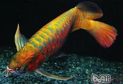 大龍魚百度百科（360doc個人圖書館龍魚資料大全(圖文并貌）