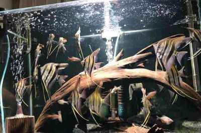 怎么給喂食龍魚的小魚消毒（喂食龍魚的小魚消毒是為了防止細(xì)菌、寄生蟲等病原體傳播給龍魚）