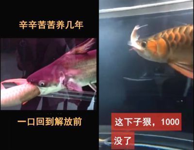 龍魚可以吃魚肉嗎：龍魚可以吃魚肉嗎，龍魚喂食頻率調(diào)整技巧