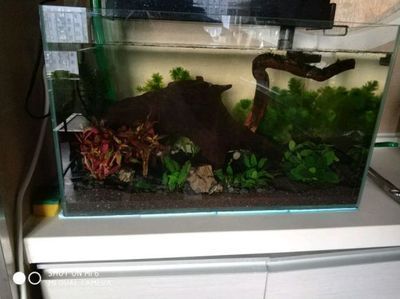 雷龍魚用多大缸，飼養雷龍魚時，如何選擇合適的魚缸尺寸