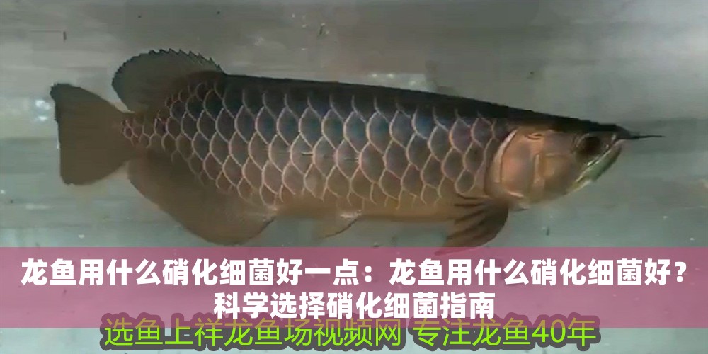 龍魚用什么硝化細菌好一點：龍魚用什么硝化細菌好？科學選擇硝化細菌指南