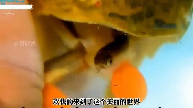 金龍魚孵化小魚,會餓死嗎