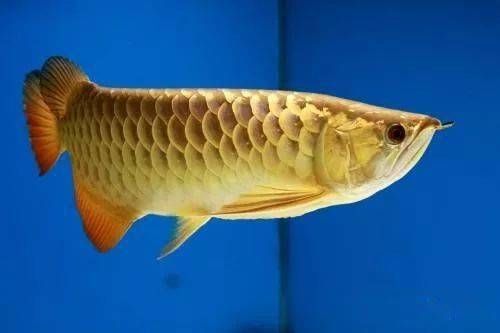 價值百萬的龍魚排名榜（價值百萬的龍魚排名榜，你知道嗎？）