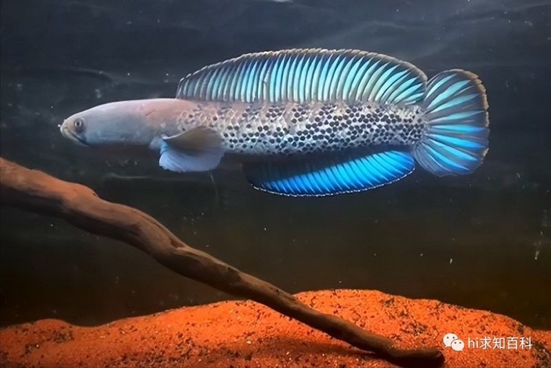 雷龍魚一般能活多久
