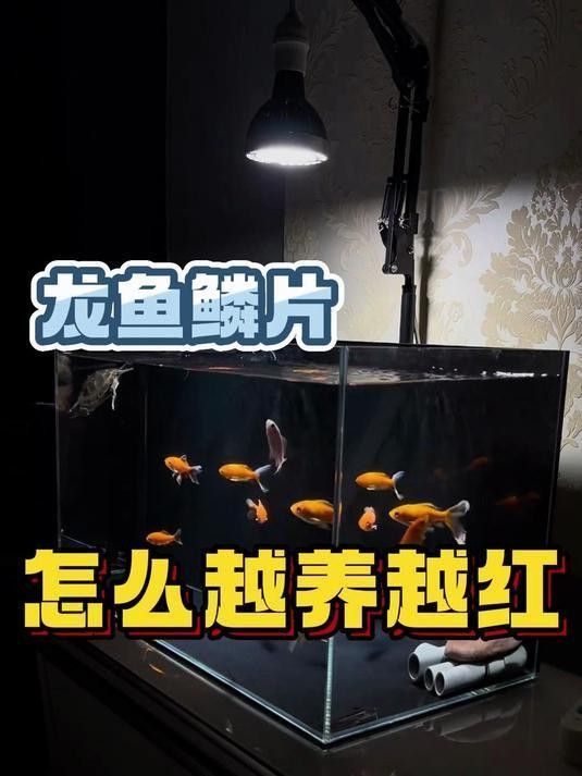 銀龍魚身上鱗片發(fā)紅了怎么回事
