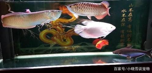 金龍魚和銀龍魚混養打架嗎（金龍魚和銀龍魚混養會發生打架嗎？）