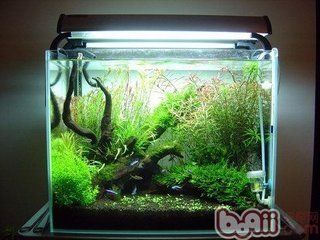 為什么紅龍魚都是橙色（為什么紅龍魚都是橙色的）