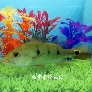 巴西亞魚批發：巴西亞魚的養殖技巧巴西亞魚的養殖技巧巴西亞魚的養殖技巧