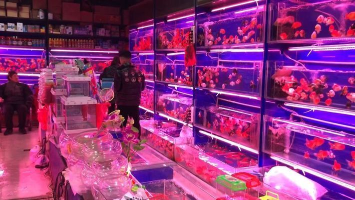 西安其他配魚（西安觀賞魚市場(chǎng)排名）