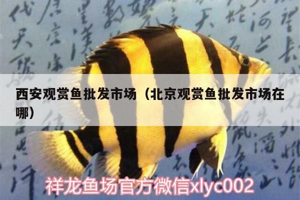 西安其他配魚（西安觀賞魚市場(chǎng)排名）