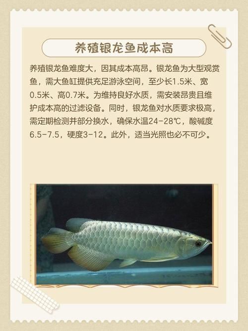 龍魚風(fēng)水作用與禁忌圖片
