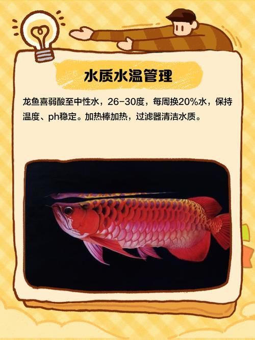 龍魚風(fēng)水作用與禁忌圖片