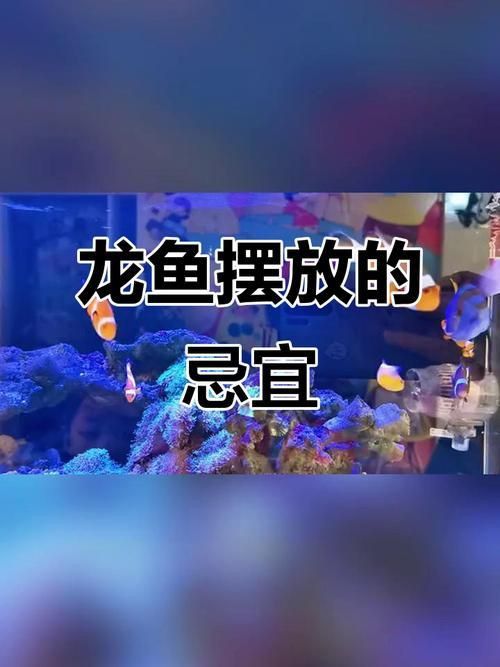 龍魚風(fēng)水作用與禁忌圖片