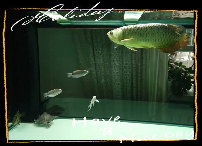 龍魚風(fēng)水作用與禁忌圖片