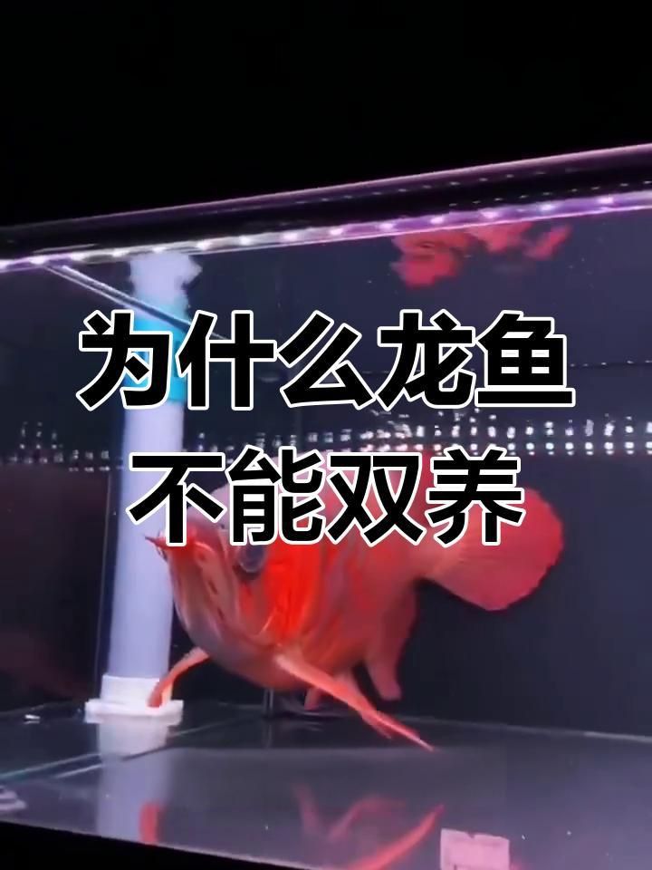 龍魚為什么不能養(yǎng)兩條