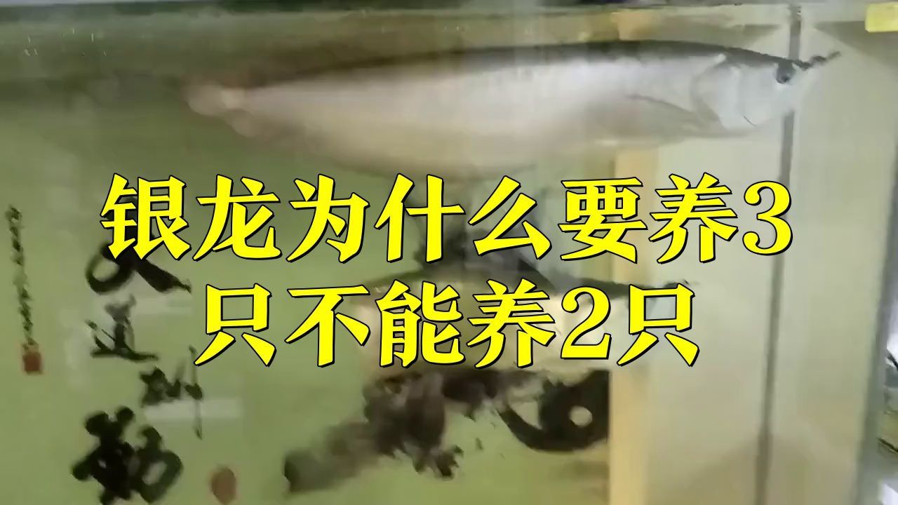 龍魚為什么不能養(yǎng)兩條