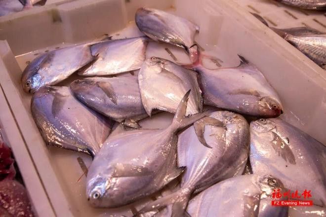 福州龍魚市場怎么樣啊現在