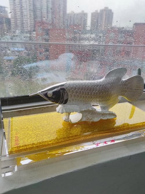 金龍魚怎么擺