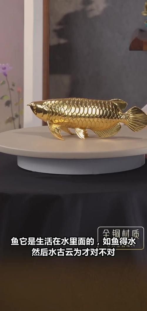 金龍魚怎么擺