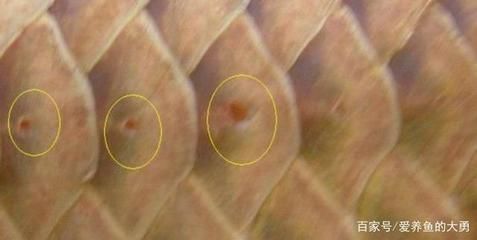龍魚鱗片上有白色痘痘：龍魚鱗片上出現白色痘痘可能是由于水質問題導致的