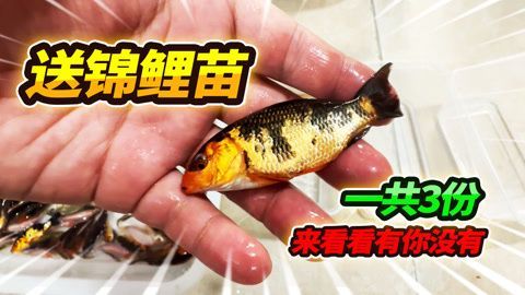 招財貓魚苗日常飲食搭配建議：招財貓魚苗飼料品牌推薦