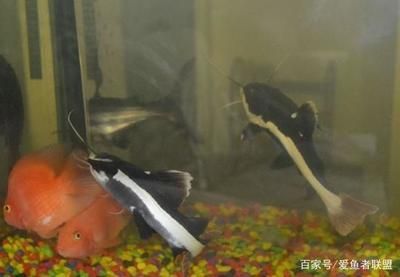招財貓魚苗日常飲食搭配建議：招財貓魚苗飼料品牌推薦