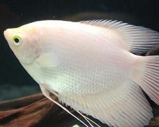 招財貓魚苗日常飲食搭配建議：招財貓魚苗飼料品牌推薦