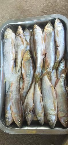 馬來西亞市場常見魚類圖片