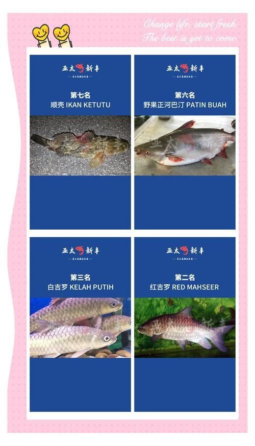 馬來西亞市場常見魚類圖片