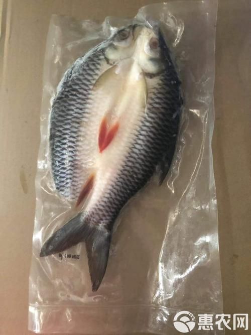 馬來西亞市場常見魚類圖片