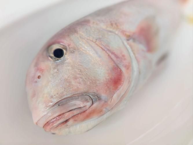 馬來西亞市場常見魚類圖片