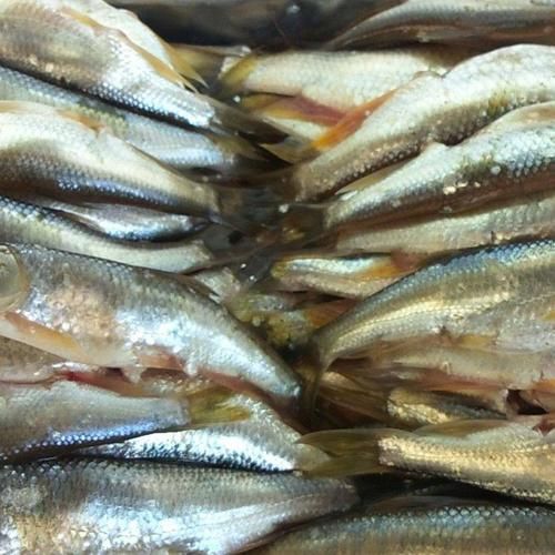 馬來西亞市場常見魚類圖片