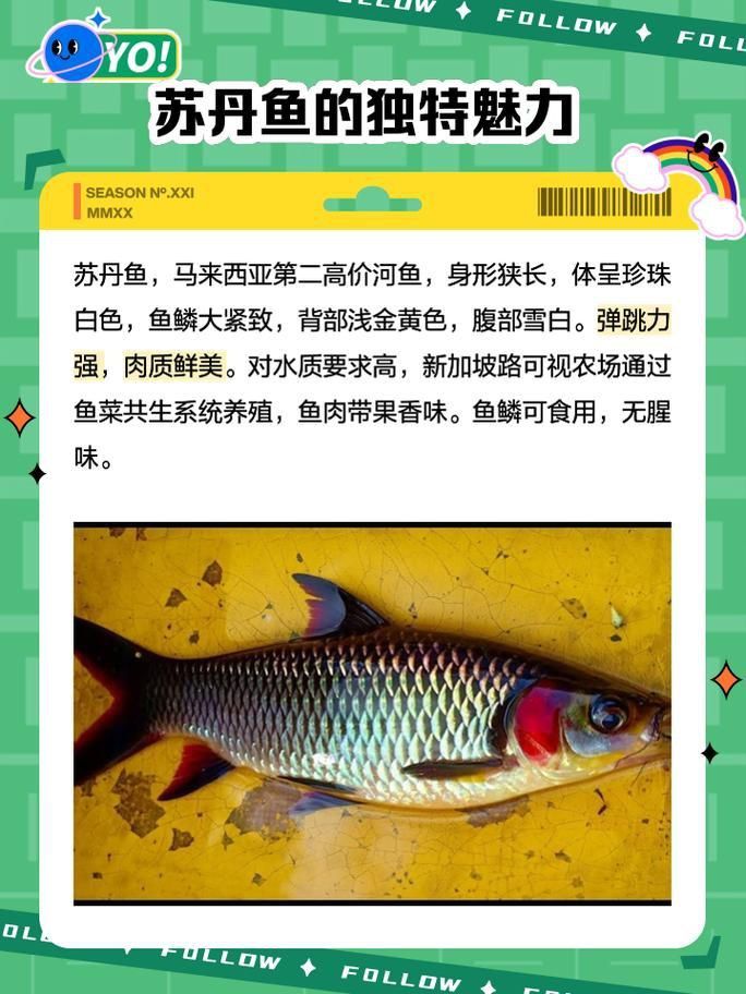 馬來西亞市場常見魚類圖片
