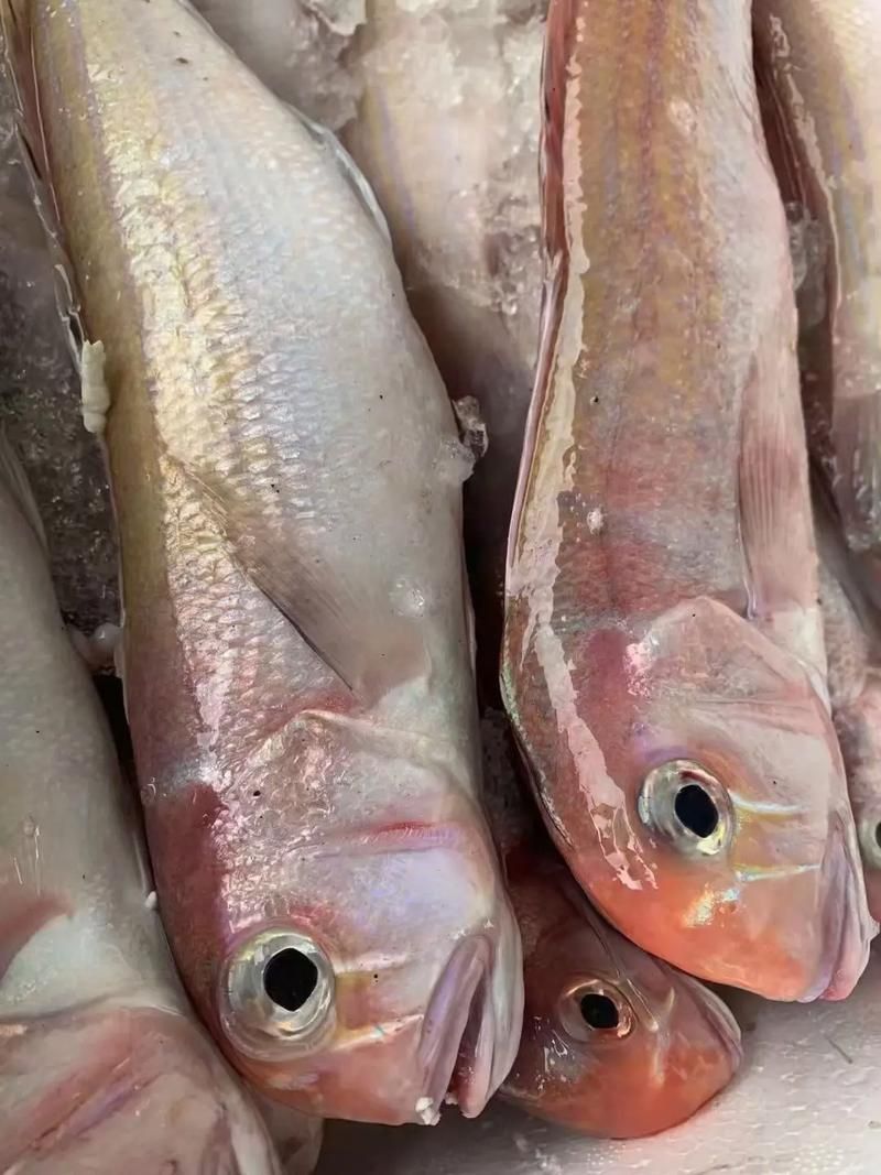 馬來西亞市場常見魚類圖片