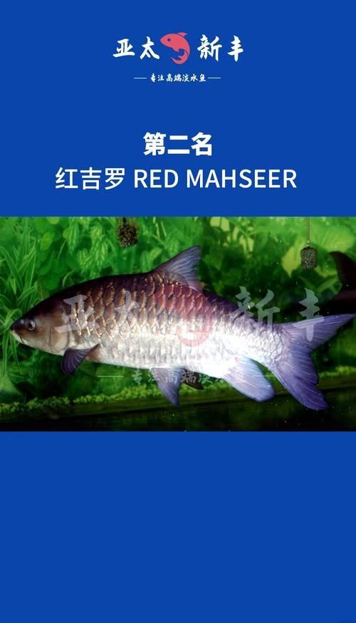 馬來西亞市場常見魚類圖片