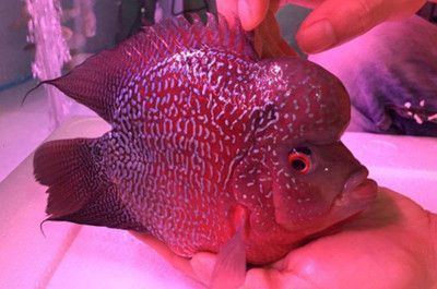 彩虹雷魚和七彩雷龍區別：彩虹雷魚和七彩雷龍有什么區別