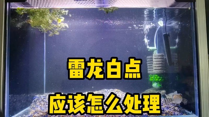 如何預防雷龍魚眼睛白點病？